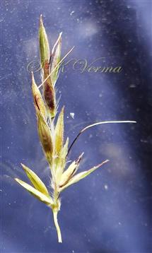  Lower raceme with basal homogamous spikelet pair